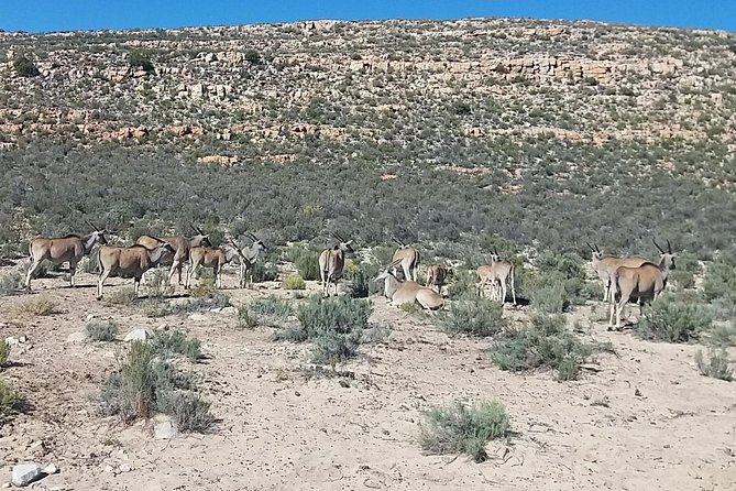 Big 5 Full Day Safari Aquila Lunch Plus Breakfast From Cape Town - Traveler Reviews and Feedback