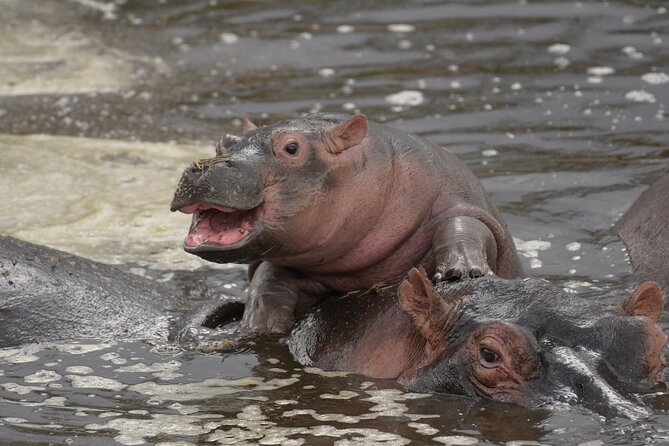 Big Five Luxury 7 Days Safari Tour in Arusha - Booking Process