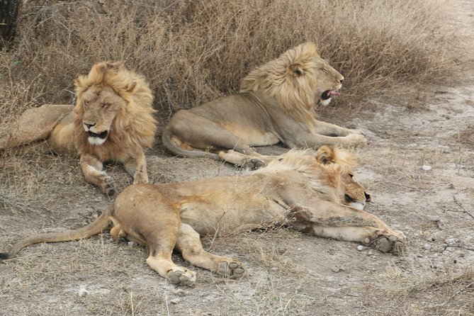 Big Five Luxury Safari in Tanzania - Traveler Reviews and Experiences