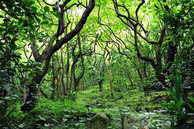 Big Island - North Island Jungle Driving Tour - Highlights of the Route
