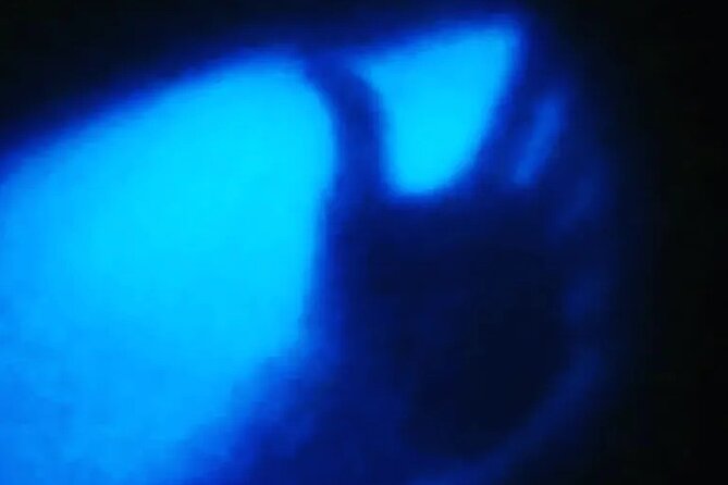Bioluminescent Night Tour - Bioluminescent Bay Highlights