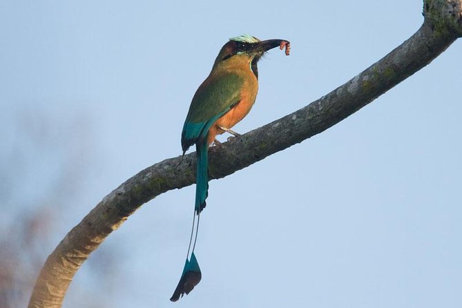 Bird Watching Ecofriendly Tour From Cancun & Riviera Maya - Exploring Yucatans Jungle