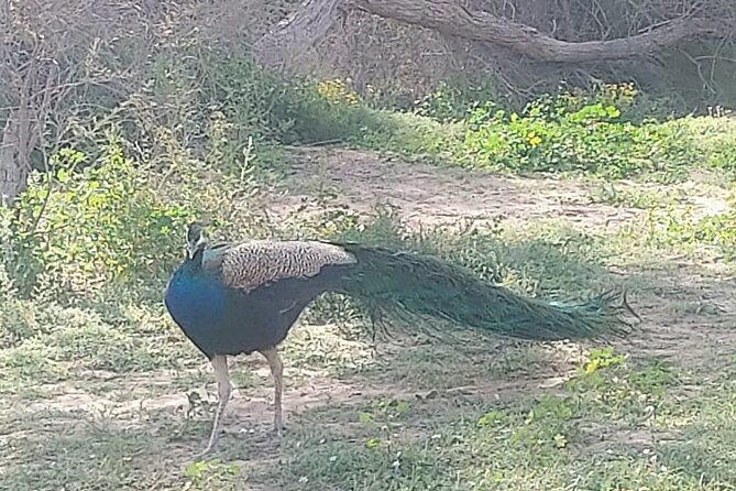 Bird Watching Tour Dubai - Accessibility Features