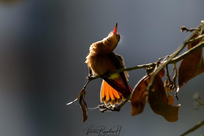 Birdwatching at the Mayan Cities With Certified Guide - Birdwatching Highlights
