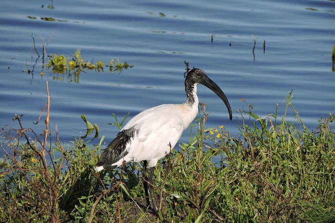 Birdwatching in Cape Town - Pickup Options and Scheduling