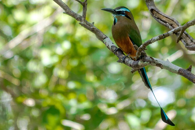 Birdwatching in Coba From Tulum - About the Tour Operator