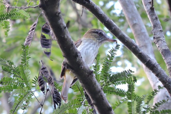 Birdwatching Playa Del Carmen - Meet the Experts