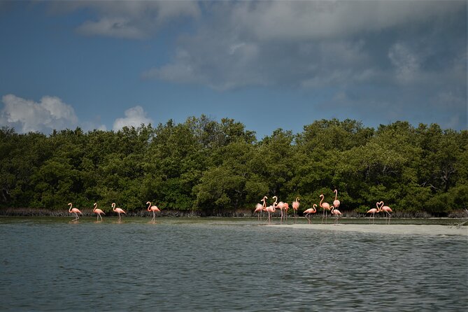 Boat Tour of Three Islands in Holbox With Transportation - Island Exploration