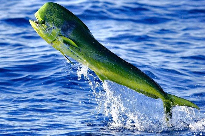 Boca Raton Deep Sea Fishing Trips Review - Pricing, Policies, and Reservations