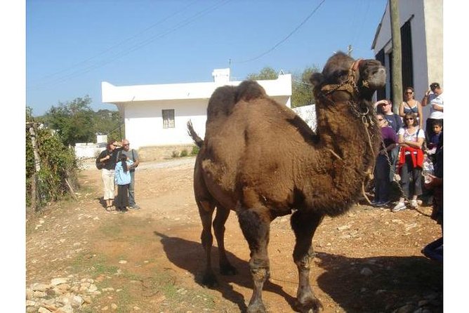 Bodrum Jeep Safari & Village Tour With Lunch - Fullday Tour - Customer Feedback and Reviews