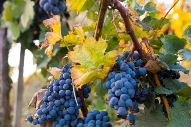 Brunello Wine Tasting From San Gimignano - Wine Characteristics