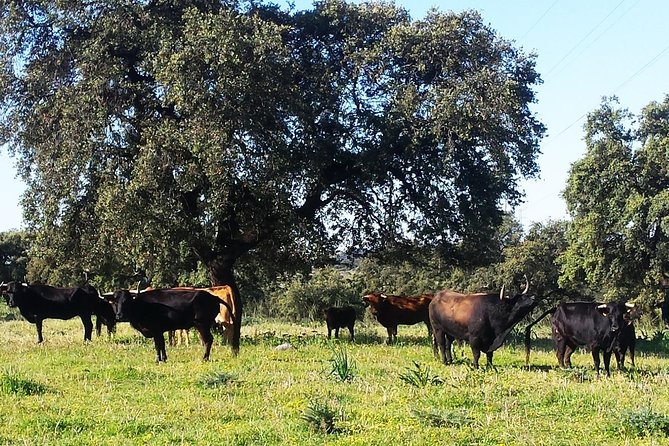 Bull Breeding Farm: Guided Half-Day Tour From Seville - Bull Breeding Experience