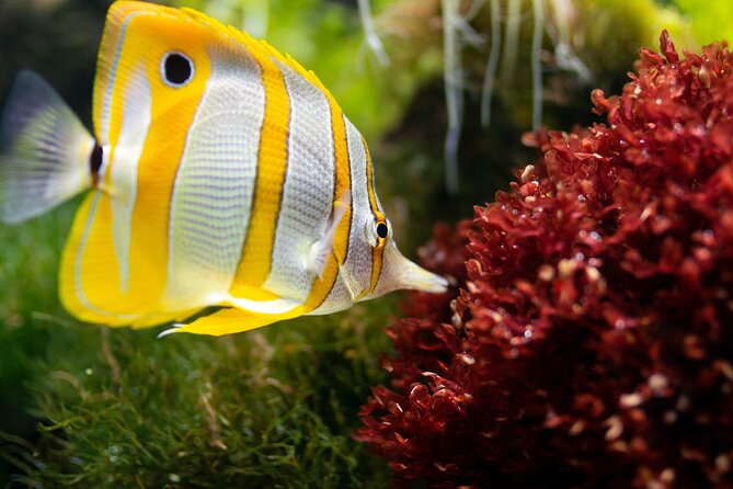 Burj Khalifa and Dubai Aquarium Combo Entrance Ticket - Booking Confirmation
