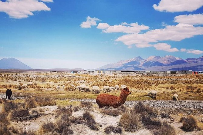 Bus From Puno to Chivay With Stops - Booking Information