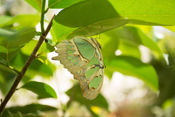 Butterfly Sanctuary Guided Tour in Puerto Vallarta - Butterfly Sanctuary Location