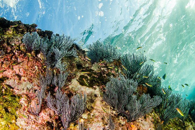 Cabo Pulmo 2 Tank Certified Dive With Lunch - Underwater Encounters