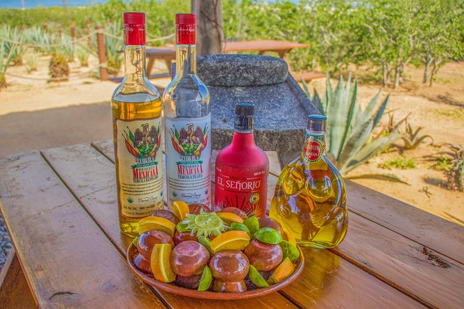 Cabo San Lucas Camel Ride With Mexican Buffet and Tequila Tasting - Booking Information