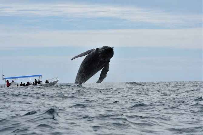Cabo San Lucas Whale Watching Tour With Photos Included - Whale Sightings and Encounters