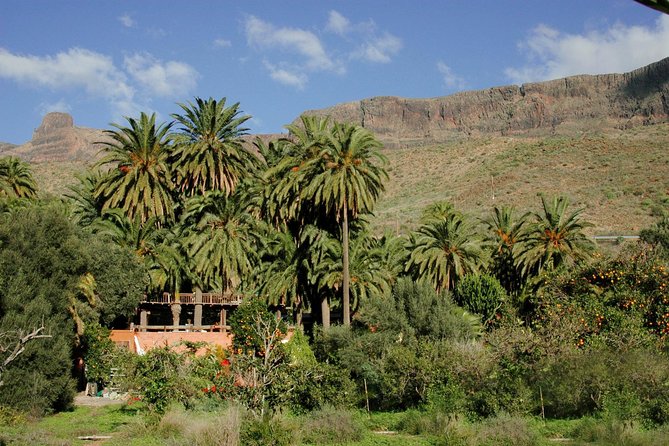 Camel Ride in Fataga With Tapas and Drinks - Stunning Views and Natural Beauty