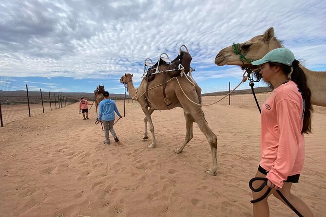Camel Safari - Camel Ride and Zoo Tour - Interaction With Animals