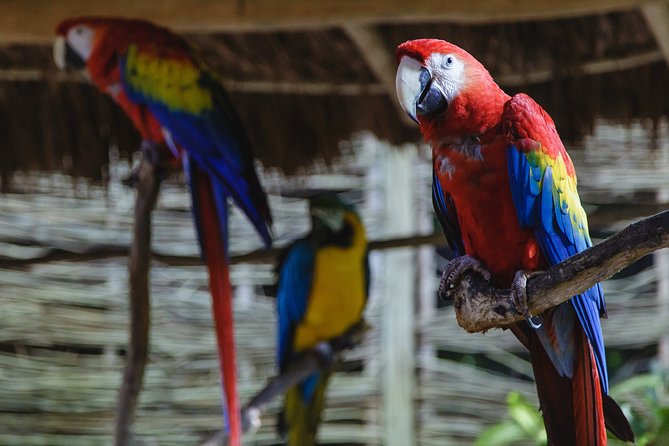 Cancun Extreme Zipline Canopy Tour - Customer Feedback