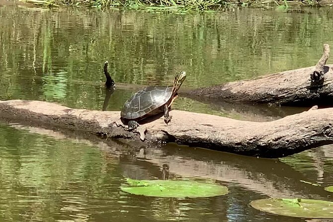 Canoe/Kayak Day Tour of Mississippi Wildlife & Fish Refuge - Booking Information