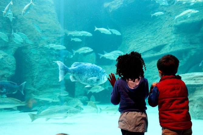 Cape Town Full Day Family Fun With Kids Private Tour - Customer Feedback and Tips