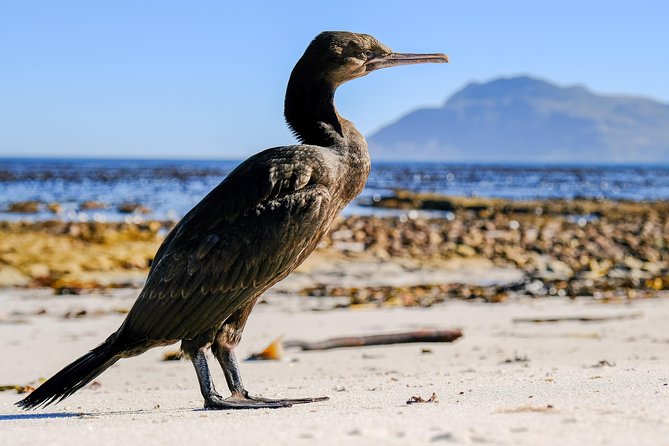 Cape Town Private Birding Tour - Meet Your Guide