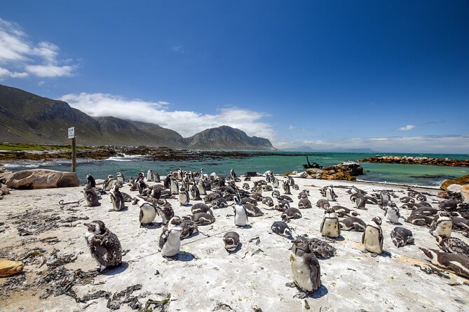 Cape Town: Shark Cage Diving & Penguins Tour to Gansbaai With Private Transfers - Important Considerations