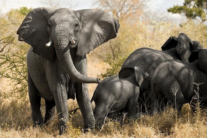 Cape Town - The Best of Aquila Safari Tour - Pickup and Departure Details
