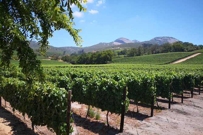 Cape Winelands Stellenbosch Franschhoek Paarl Tour From Cape Town - Tour Highlights: Wineries and Scenery