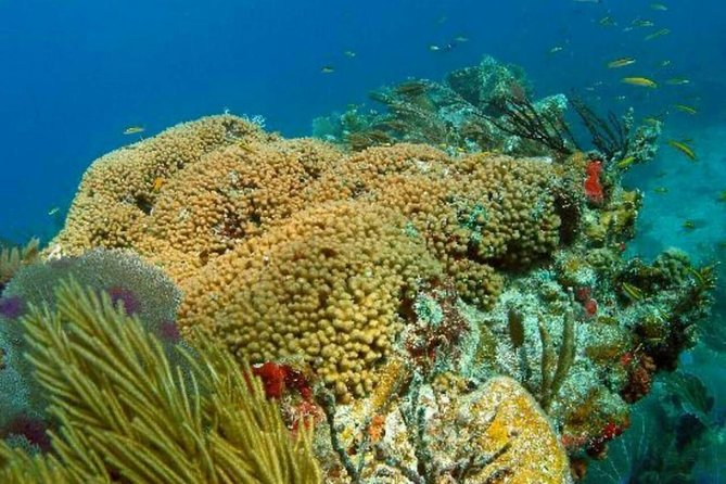 Catalina Island Scuba Diving and Snorkeling Tour From Punta Cana - Free Time at Catalina Island