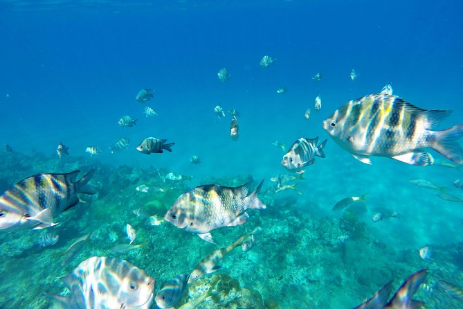 Catamaran Cruise With Snorkeling and Lunch on Board! - Health and Safety Considerations