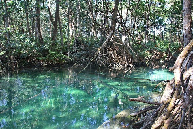 Celestun Biosphere Reserve Tour From Merida - Tour Provider and Price