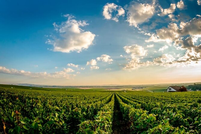 Champagne Lovers Full-Day Private Mercedes Tasting Tour  - Reims - Exploring Champagne Regions Gastronomy