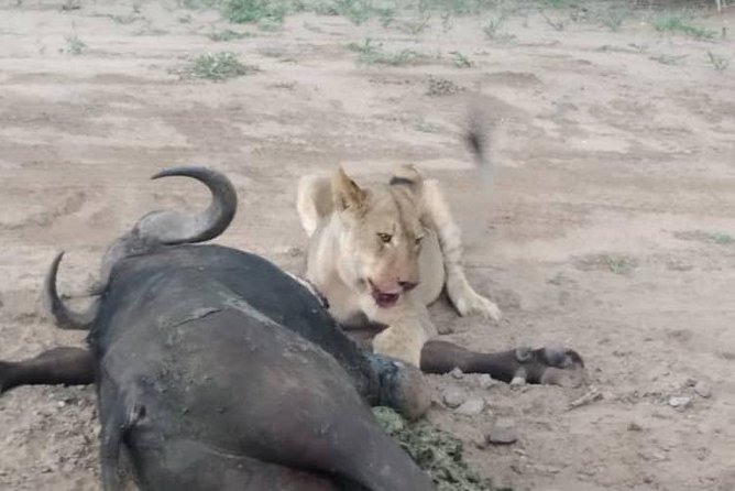 Chobe Day Trip - Highlights of the Chobe National Park