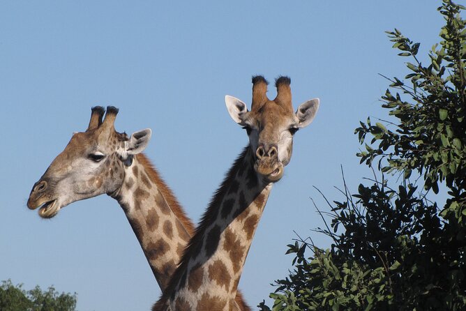 Chobe Extended Day Trip From Victoria Falls - Small Group - Tour Duration and Group Size