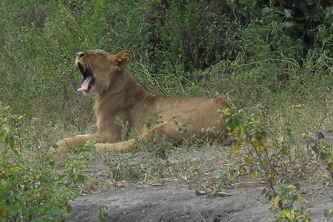 Chobe Full Day Safari Trip - Pricing and Booking Details
