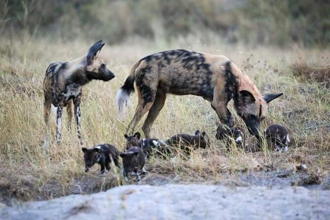 Chobe National Park From Victoria Falls - Accessibility Options