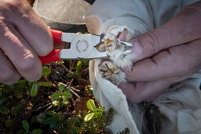 Citizen Science Monitor Owls in the Wilderness Near Tromsø - Authentic Reviews