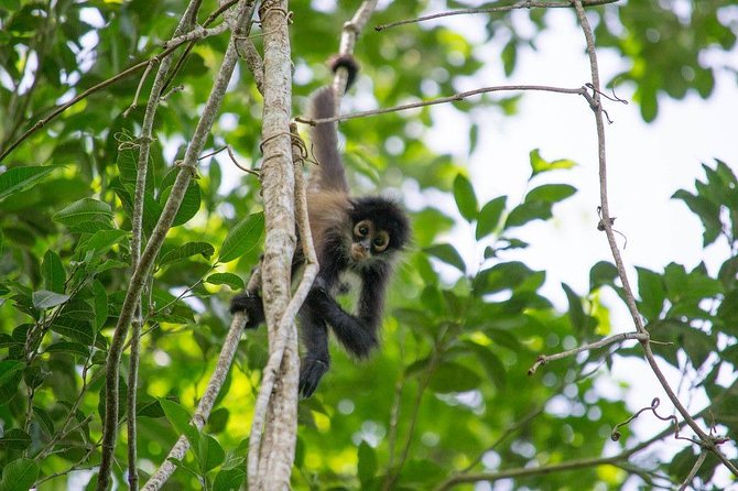 Coba & Monkey Sanctuary Punta Laguna Private Tour - Explore Coba Archaeological Site