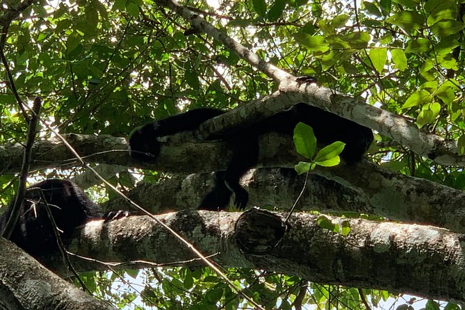 Coba Ruins and Punta Laguna Monkey Reserve Day Tour From Tulum - Itinerary and Pickup