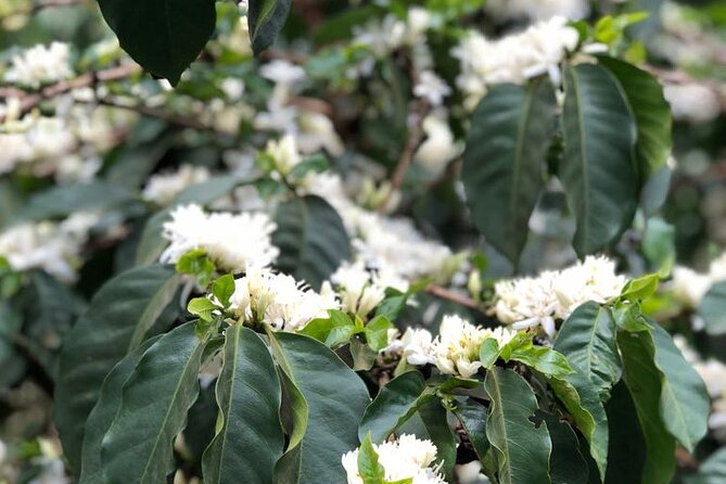 Coffee Farm Tour, Coffee Roasting and Tasting Experience - Personalized Tour Experience