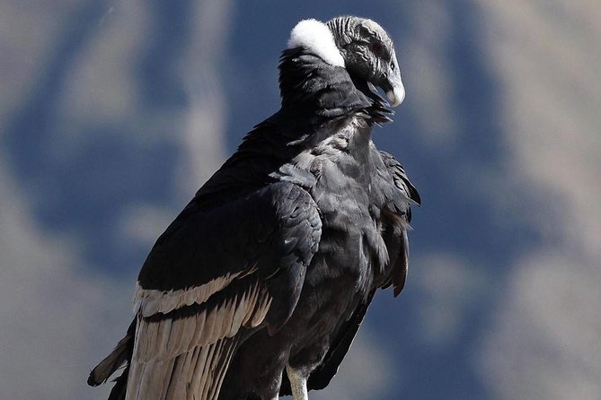 Colca Canyon Excursion One Day - Tour Details and Logistical Information