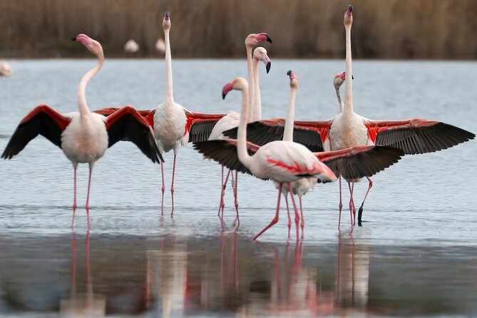 Combo: Cagliari Old Town and the Oasis of Flamingos - The Oasis of Flamingos