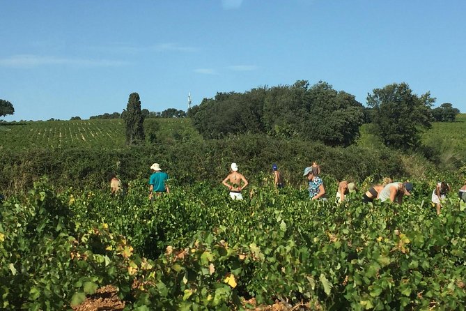 Côtes Du Rhône Wine Tour: Avignon, Palace of the Popes - Personalized Tour Experience