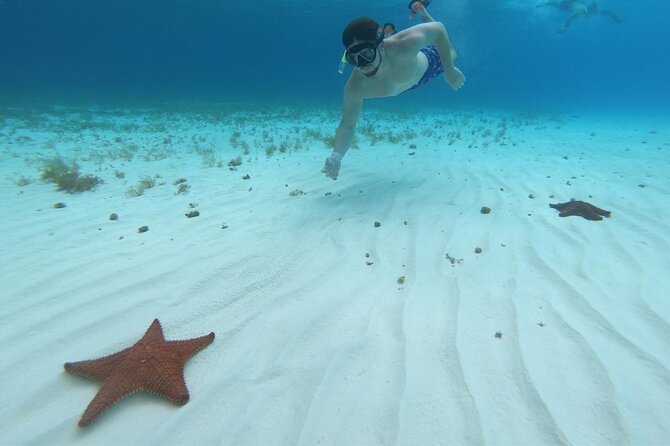 Cozumel Snorkeling Tour: Palancar, Columbia and El Cielo Reefs - Marine Life Encounters