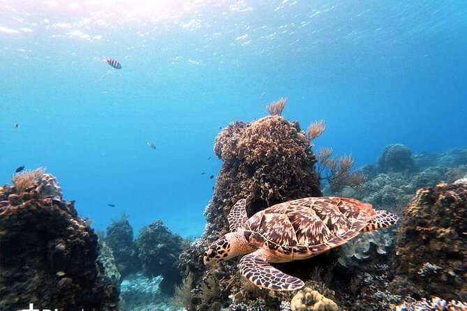 Cozumel Snorkeling Tour: Starfish, Stingrays and the Turtle Bay Experience - Recommendations