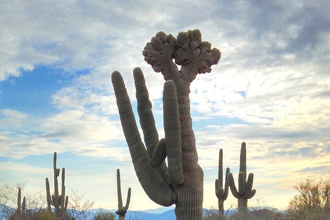 Creative Soul Scavenger Hunt (Lost Dog Trailhead, Scottsdale) - Traveler Recommendations and Reviews