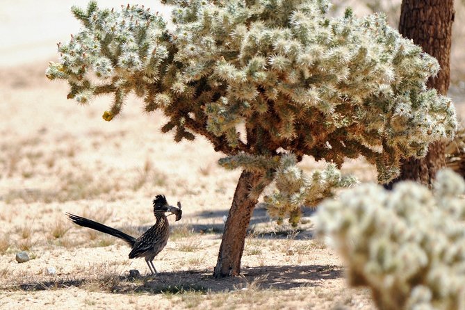 CreativeSoul ScavengerHunt(Hidden Valley,Joshua Tree)Remote Host - Participant Experiences and Feedback